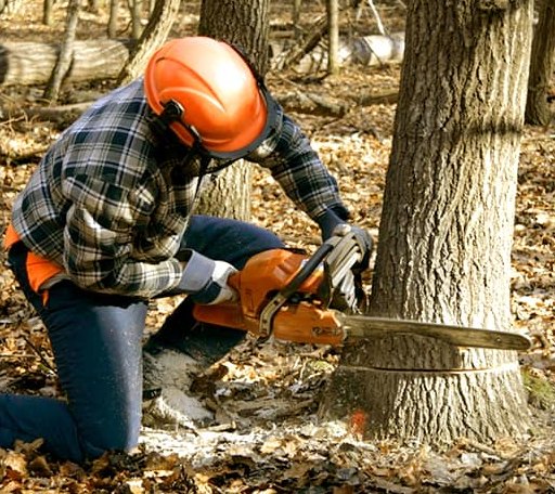 Tree Removal in Amelia, LA
